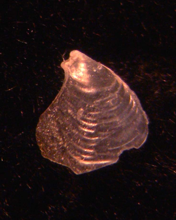 aplysidae????